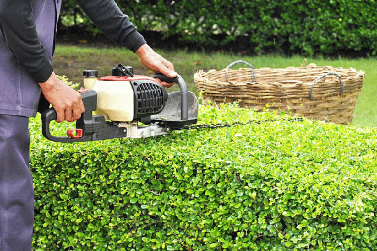 Green hedge trimming